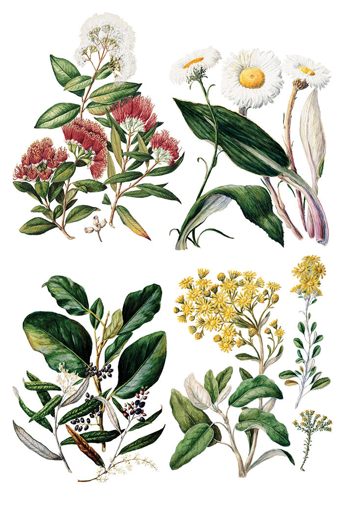 SARAH FEATON’S BOTANICALS